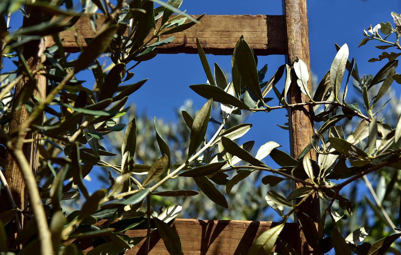 C60 Longevity: Assessing Olive Oil Formulations, Toxicity, and Lifespan Claims